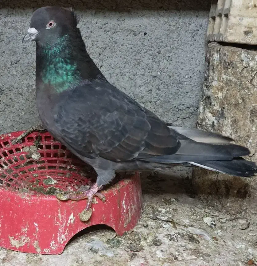 زاغ گلکی/سبز نفتی|پرنده|بندرعباس, |دیوار