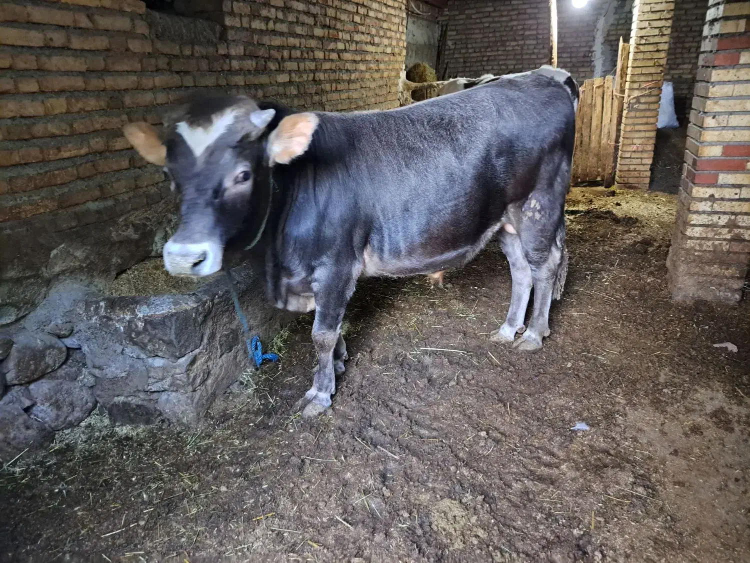 یک راس گاو نر گوشتی|حیوانات مزرعه|آبش احمد, |دیوار