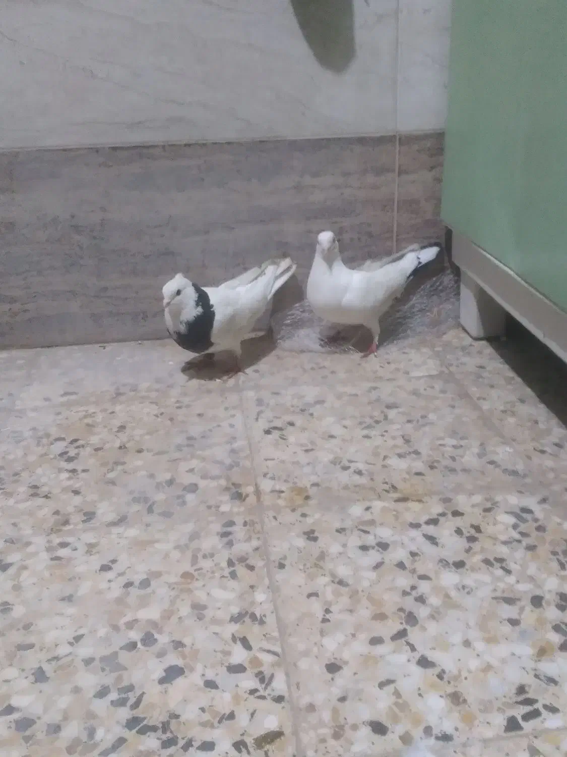 کبوتر|پرنده|اردل, |دیوار