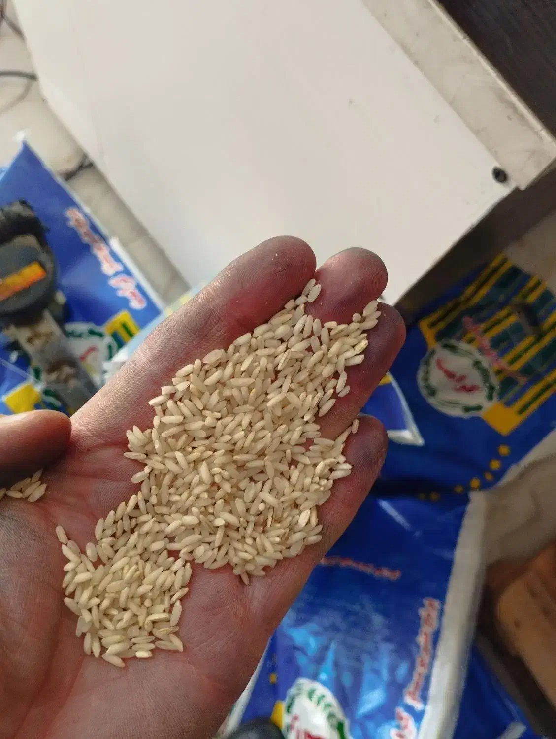 برنج عنبربو کرامت-صدری صحنه-نیم دانه عنبر|عمده‌فروشی|کنگاور, |دیوار