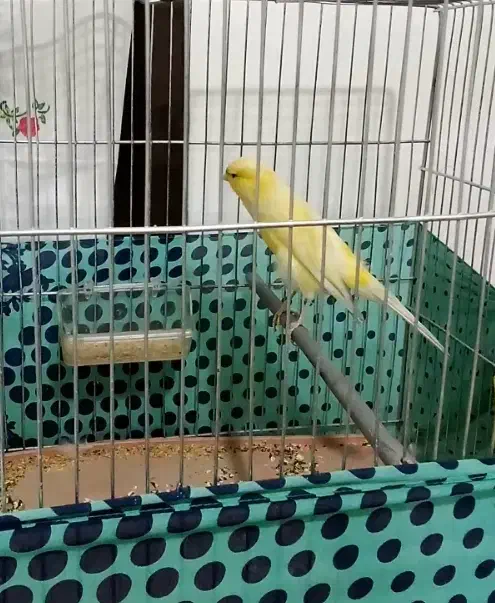 سلام یک جفت قناری|پرنده|قم, قلعه کامکار|دیوار