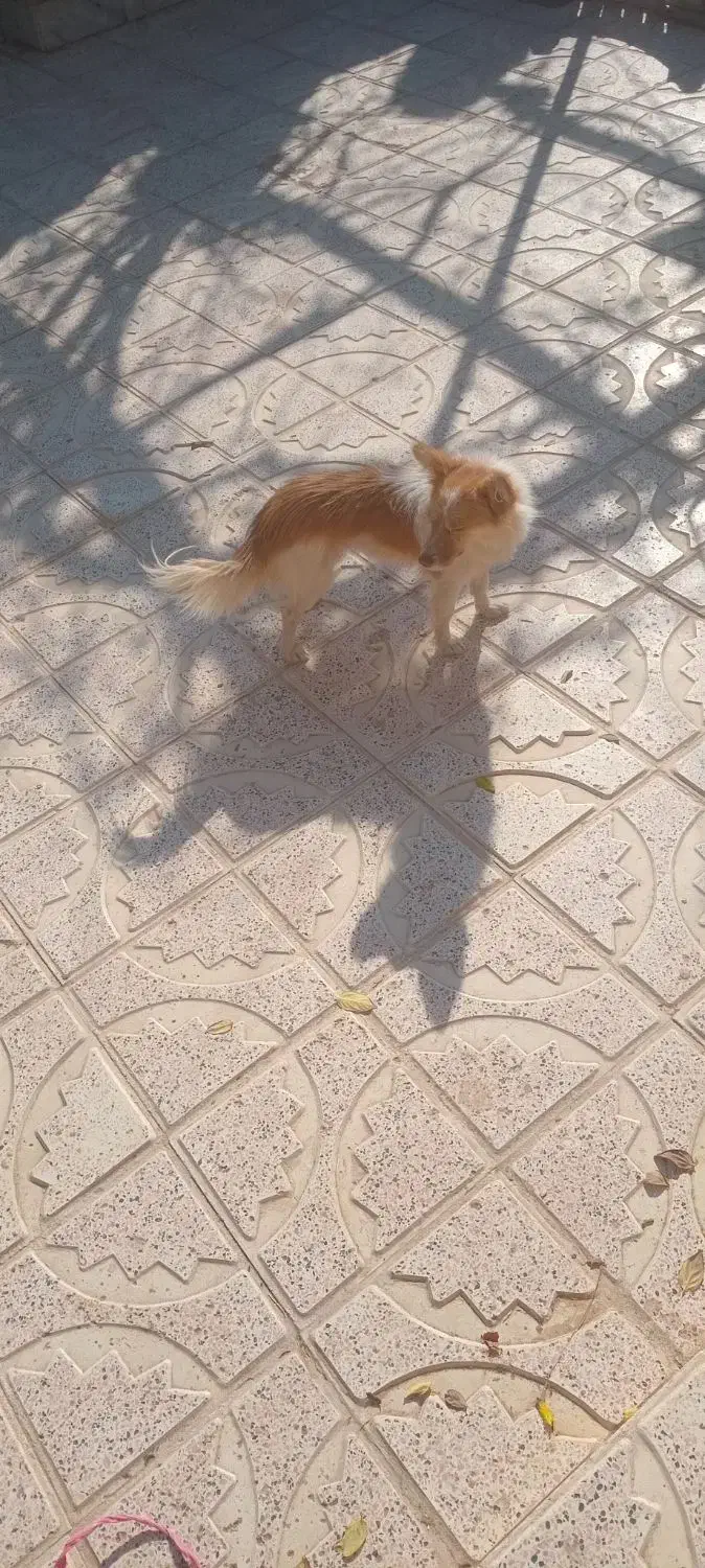 پاپی خوشکل|سگ|تربت جام, بهشت نبی|دیوار