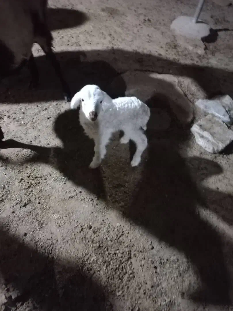 بره شیر|حیوانات مزرعه|بندرعباس, |دیوار