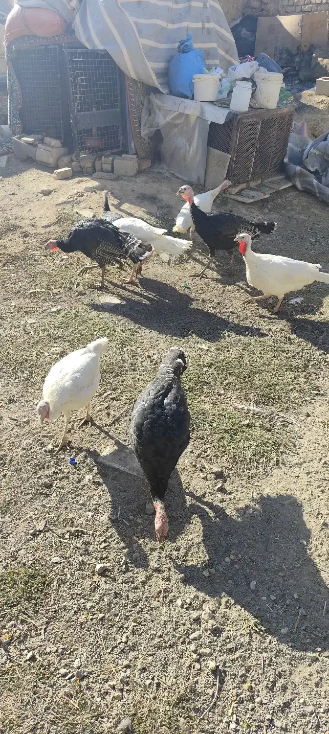 فروش بوقلمون محلی|حیوانات مزرعه|سده (فارس), |دیوار