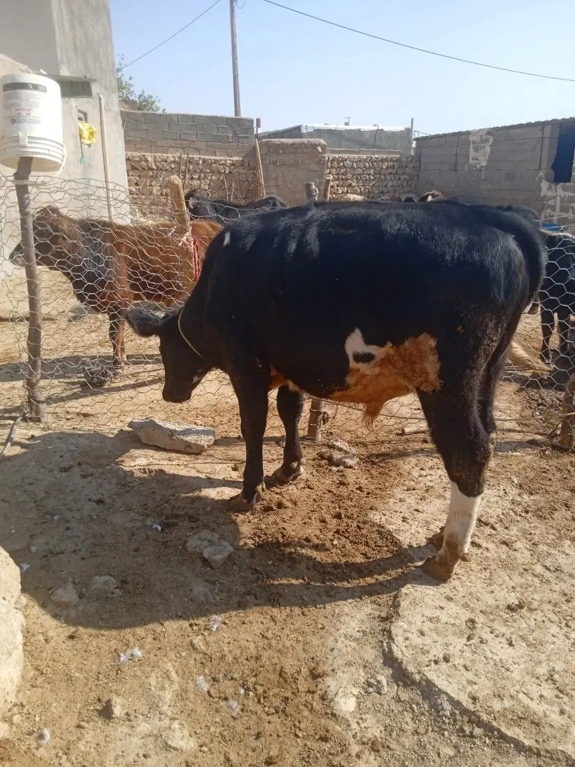 گوساله نر|حیوانات مزرعه|کوهدشت, |دیوار