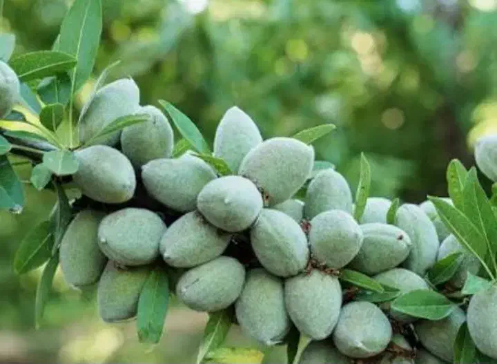 فروش یا معاوزه باغ با ماشین|فروش زمین و ملک کلنگی|شیراز, غدیر جنوبی|دیوار