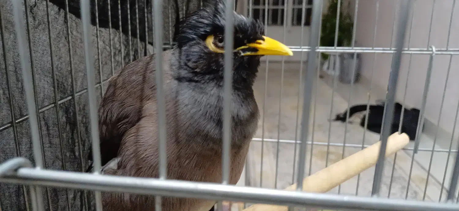 مرغ مینا کاملا سخنگو با فقس|پرنده|شیراز, محمدیه|دیوار