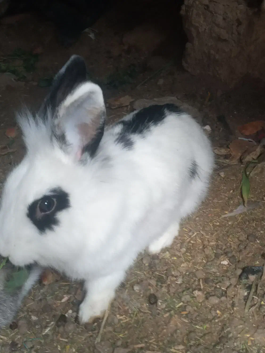 خرگوش|موش و خرگوش|زاهدان, |دیوار