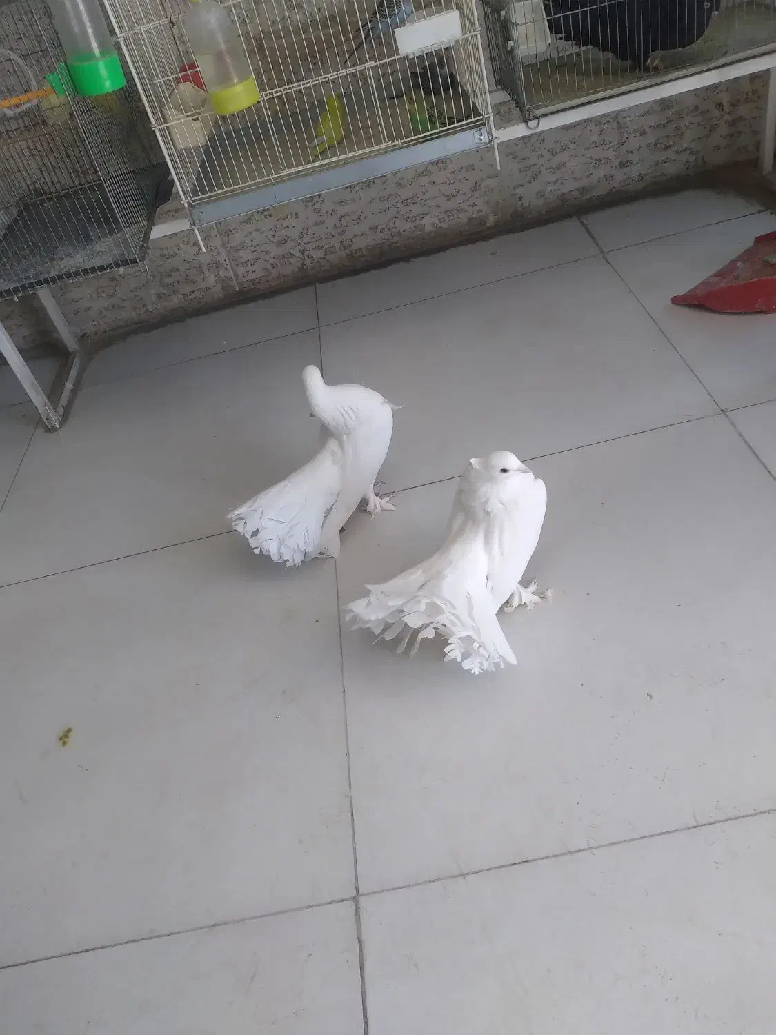 کبوتر زینتی|پرنده|صدرا-فارس, فاز ۱|دیوار