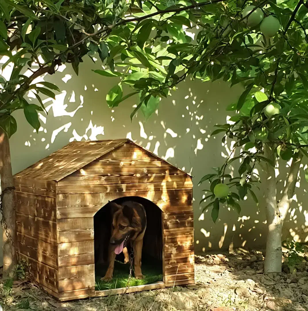 قفس سگ خرگوش گربه مرغ عشق طوطی عروس بلدرچین فنچ|لوازم جانبی حیوانات|قائمشهر, |دیوار