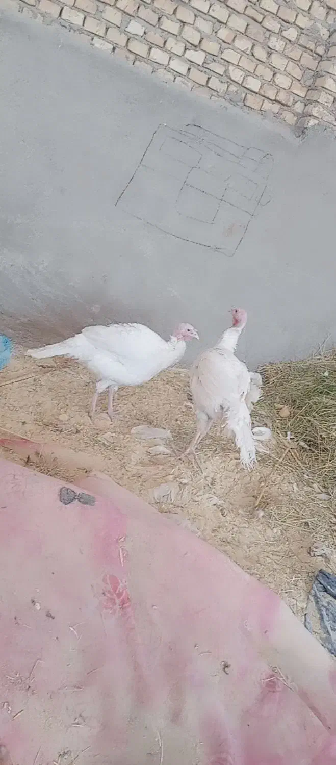 بوقلمون سفید|حیوانات مزرعه|یزد, |دیوار