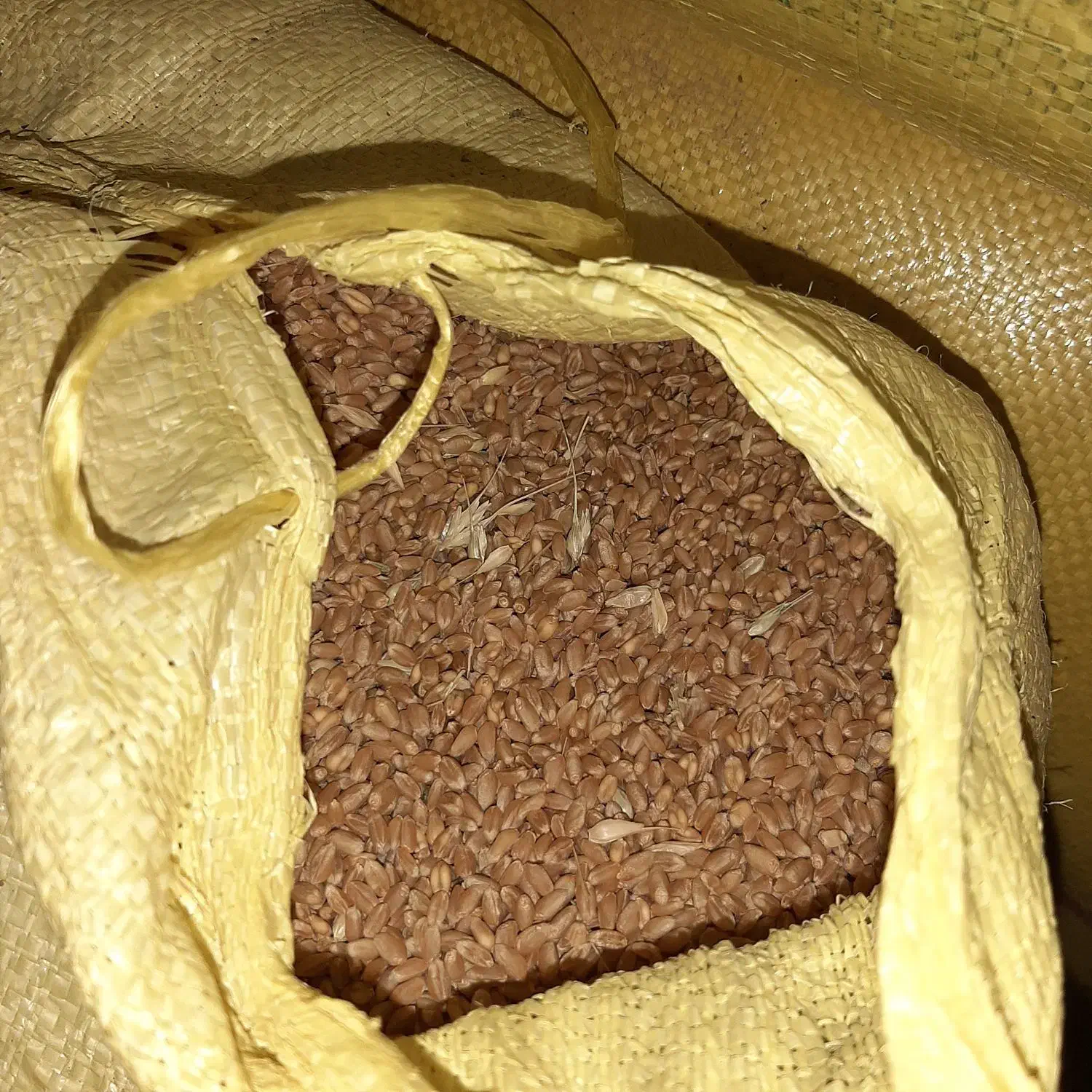 گندم‌بذری|خدمات باغبانی و درختکاری|باغ حلی, |دیوار