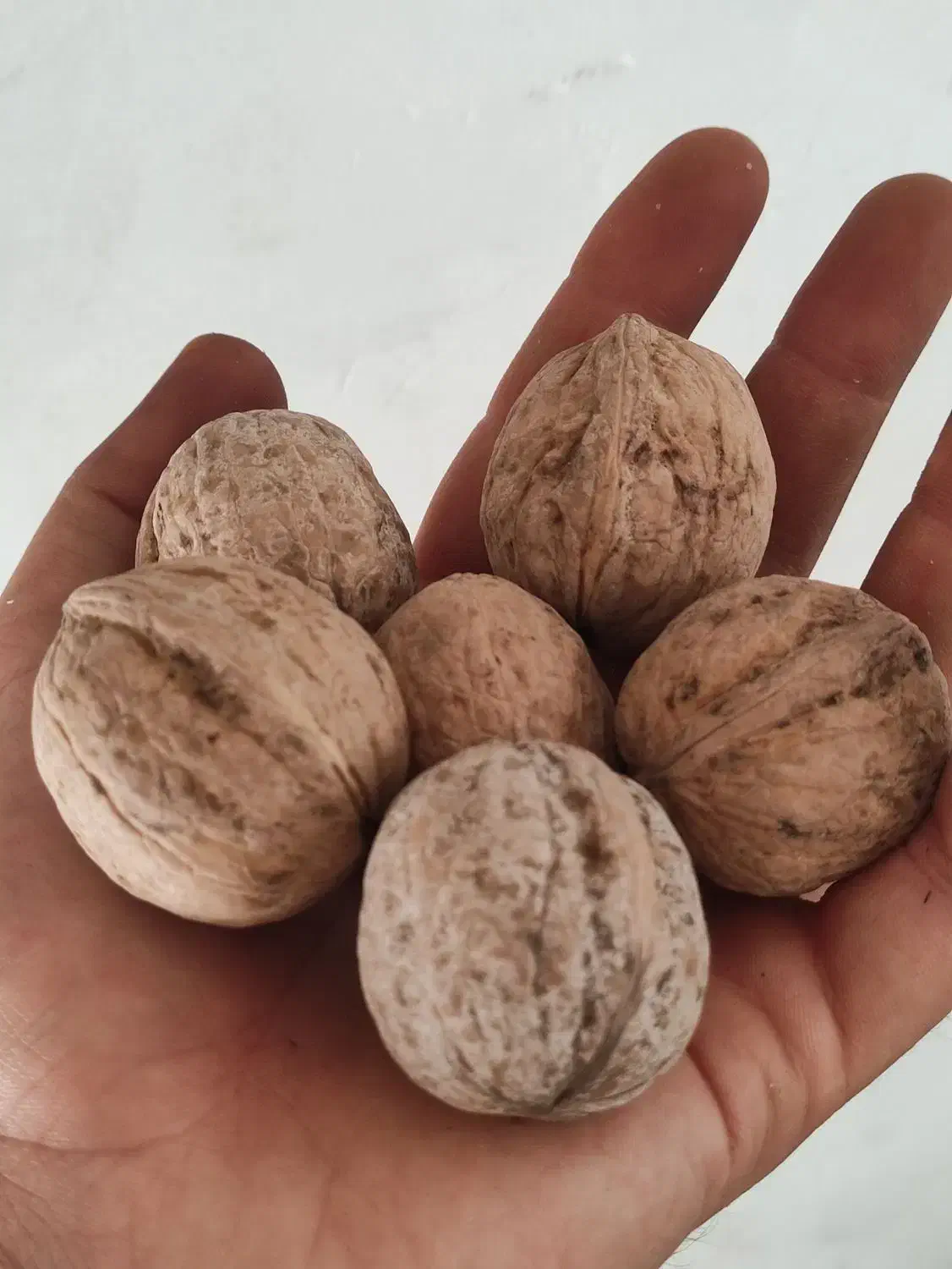 گردو تازه پوست نازک|خوردنی و آشامیدنی|دهگلان, |دیوار