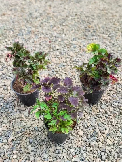 گیاه گلدونی طبیعی دونه صدتومن بلوکیاروبرومختارزاده|گل و گیاه طبیعی|بندر امام خمینی, |دیوار