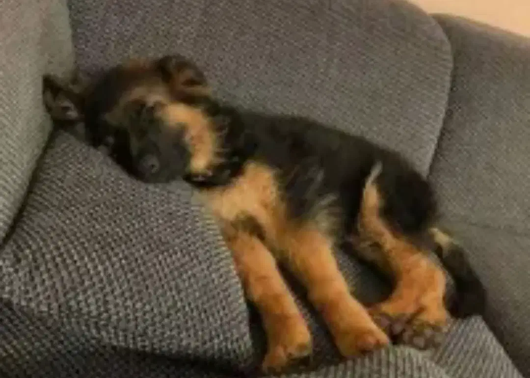 توله سگ ژرمن ورکر اصیل و مناسب برای افراد خاص|سگ|بجنورد, |دیوار