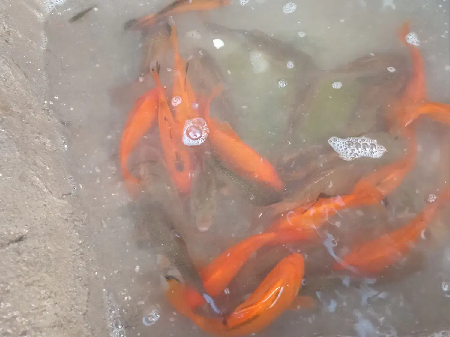 ماهی قرمز سیاه ۱۵سانتی ماهی سیاه ۵سانتی|ماهی|شاندیز, |دیوار