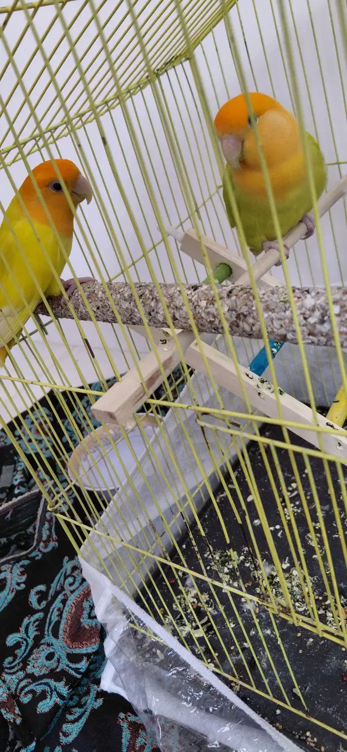 طوطی|پرنده|مهاباد (آذربایجان غربی), |دیوار