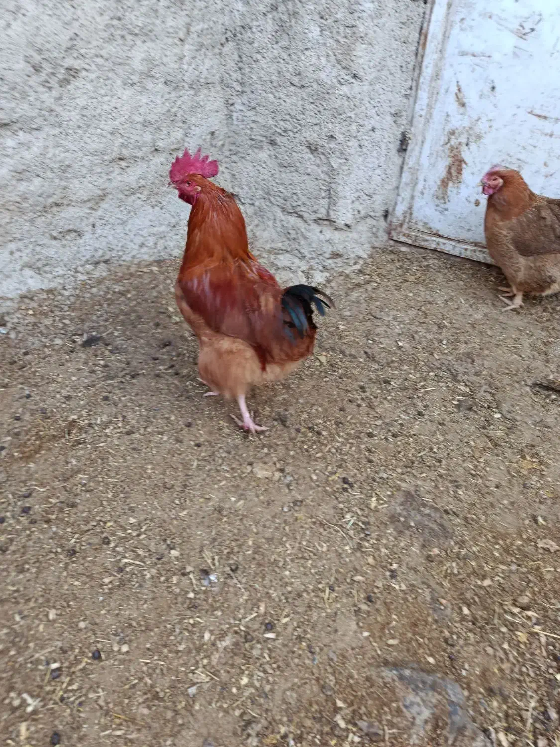 خروس جوان|حیوانات مزرعه|درگزین, |دیوار