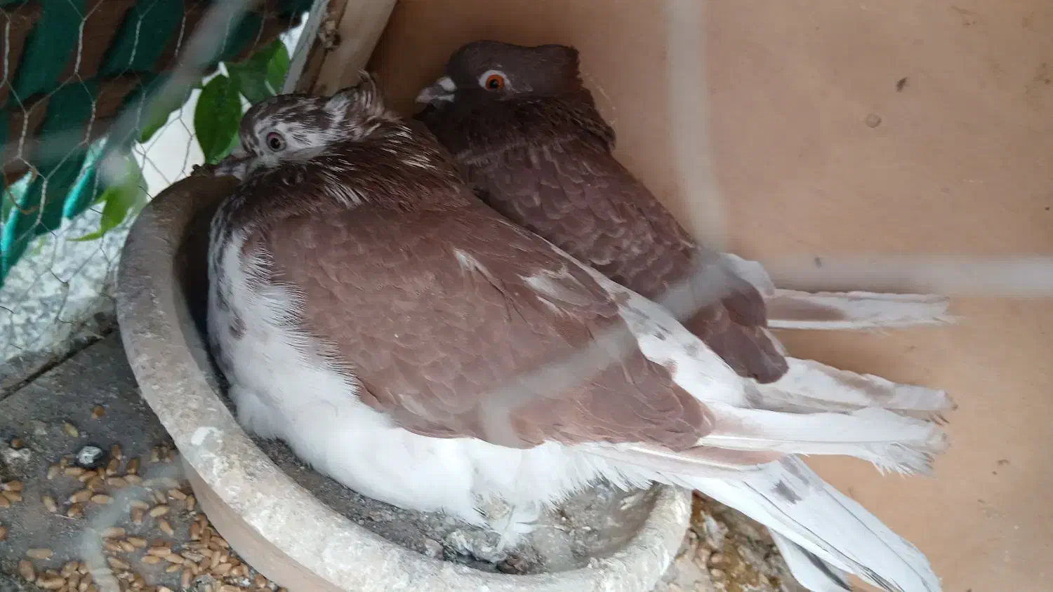 کفتر عطیقه پرشی درجه 1|پرنده|ری, عباس‌آباد|دیوار