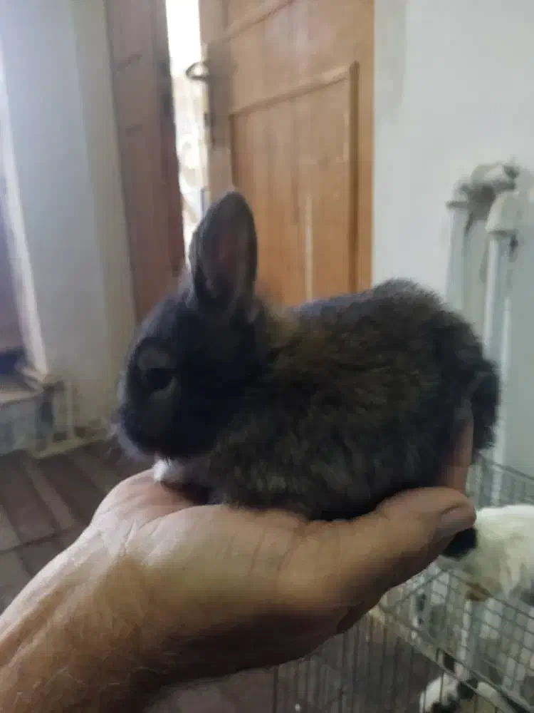 خرگوش مینیاتوری|موش و خرگوش|کرمانشاه, |دیوار