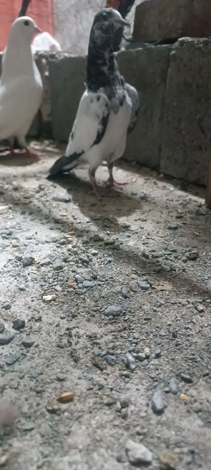 تیدی|پرنده|کهنوج, |دیوار