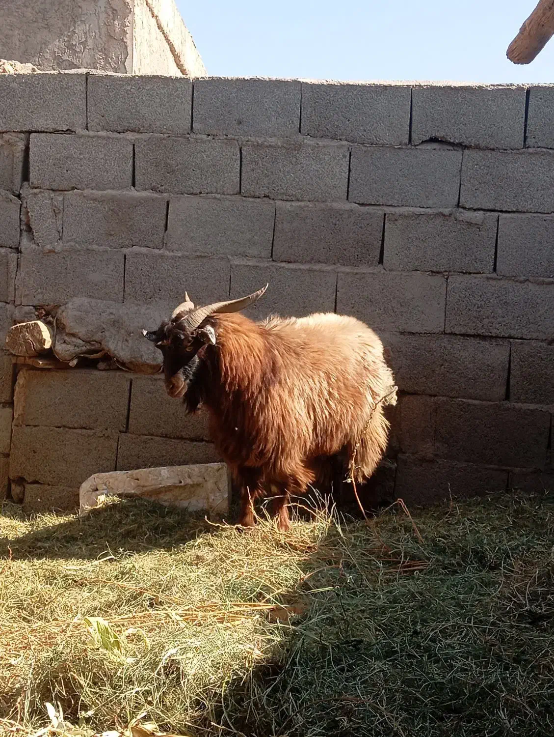 گوسفند با جلب|حیوانات مزرعه|بم, |دیوار