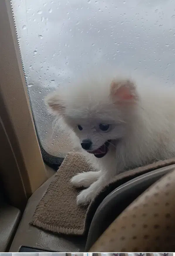 سگ پامر|سگ|جیرفت, |دیوار