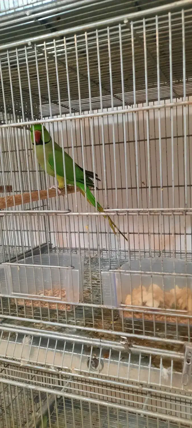 ملنگو نر|پرنده|زرگرشهر, |دیوار