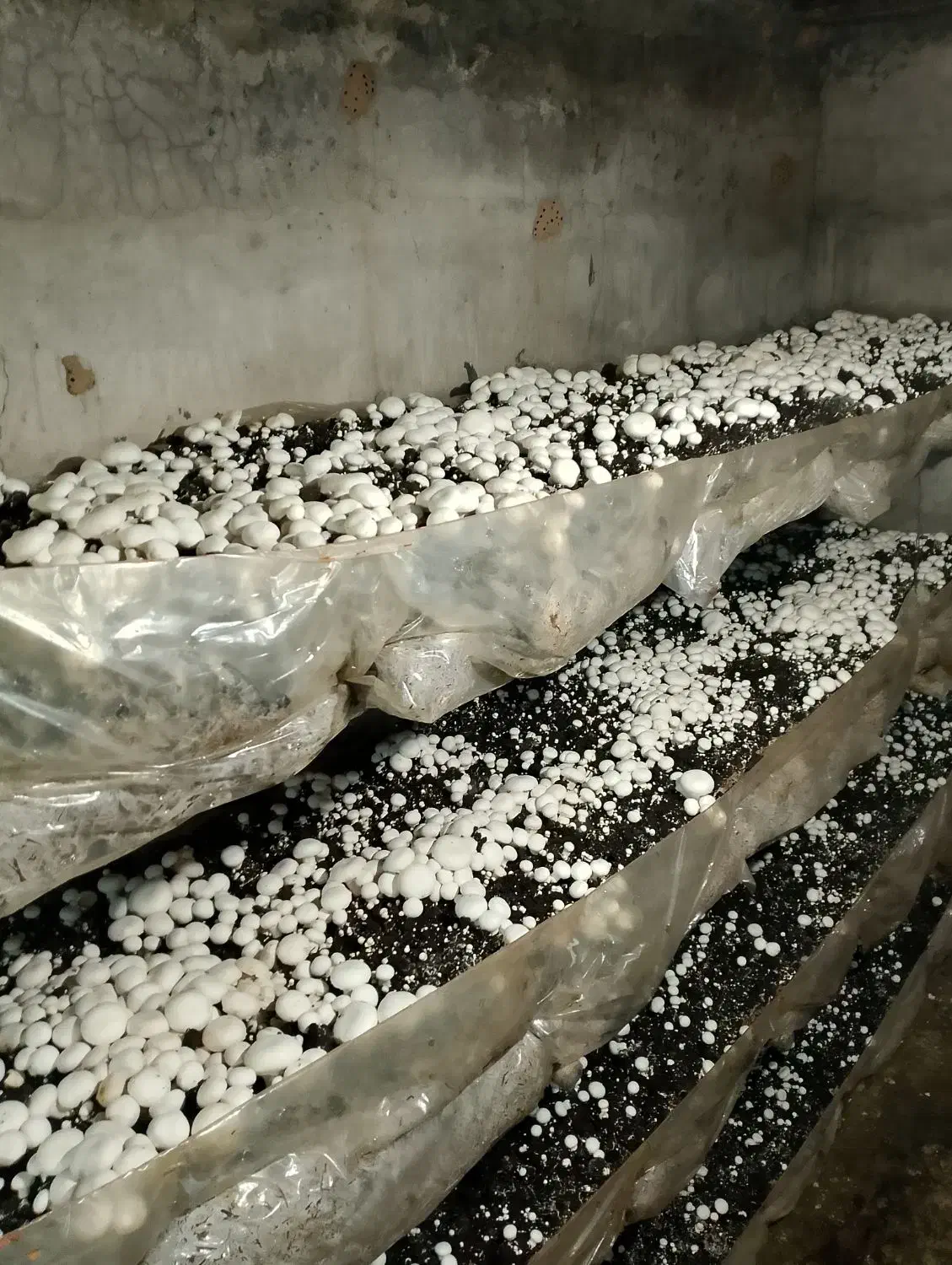 فروش قارچ دکمهای درجه یک ودو|خوردنی و آشامیدنی|فریمان, |دیوار