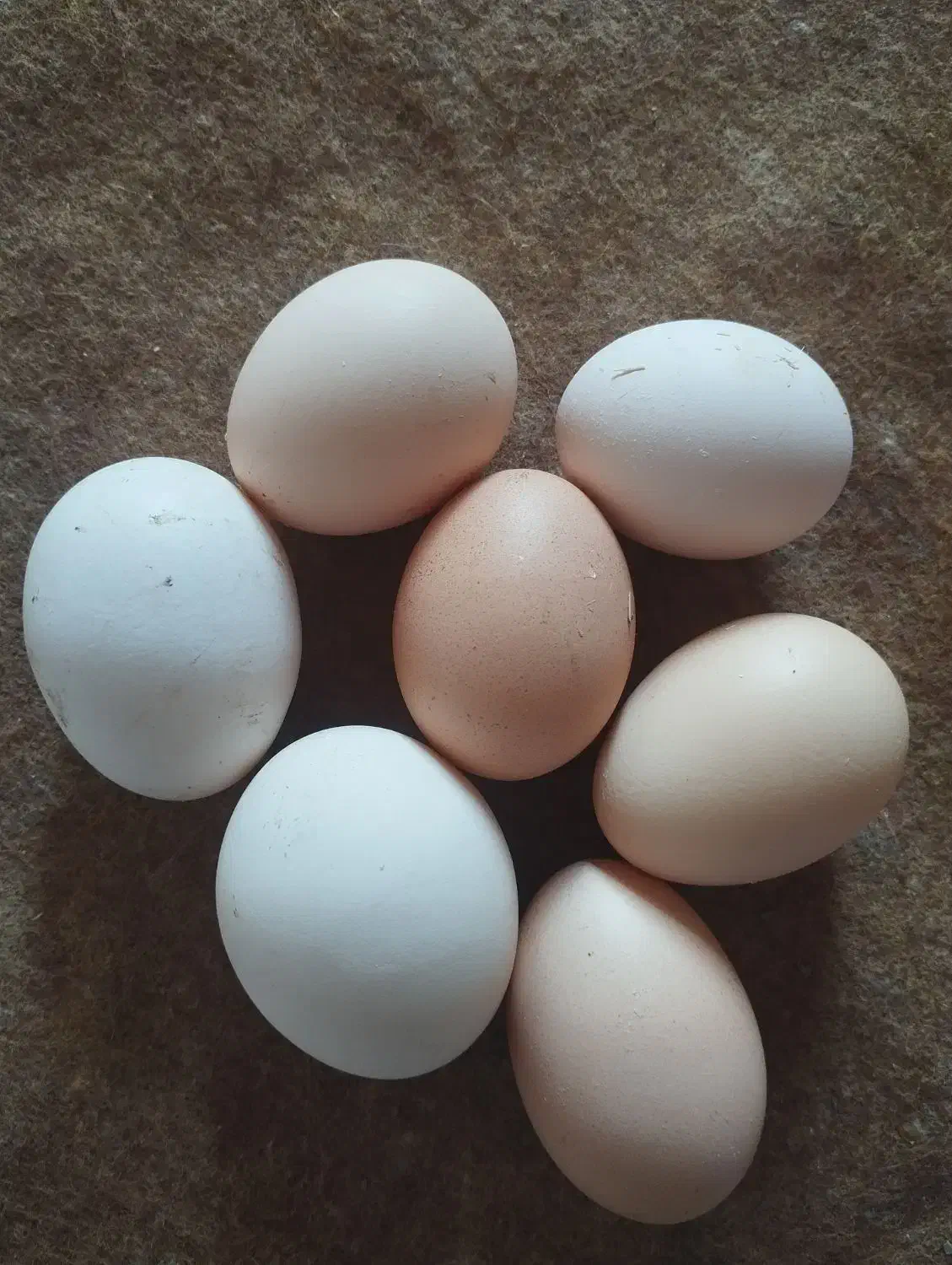 تخم مرغ محلی تولید روز|خوردنی و آشامیدنی|قوچان, |دیوار