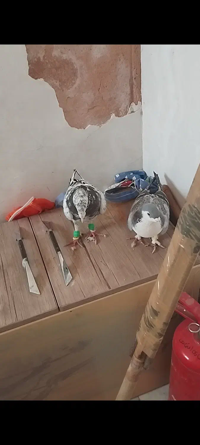 چهار تا پرشی|پرنده|سبزوار, قصبه شرقی|دیوار