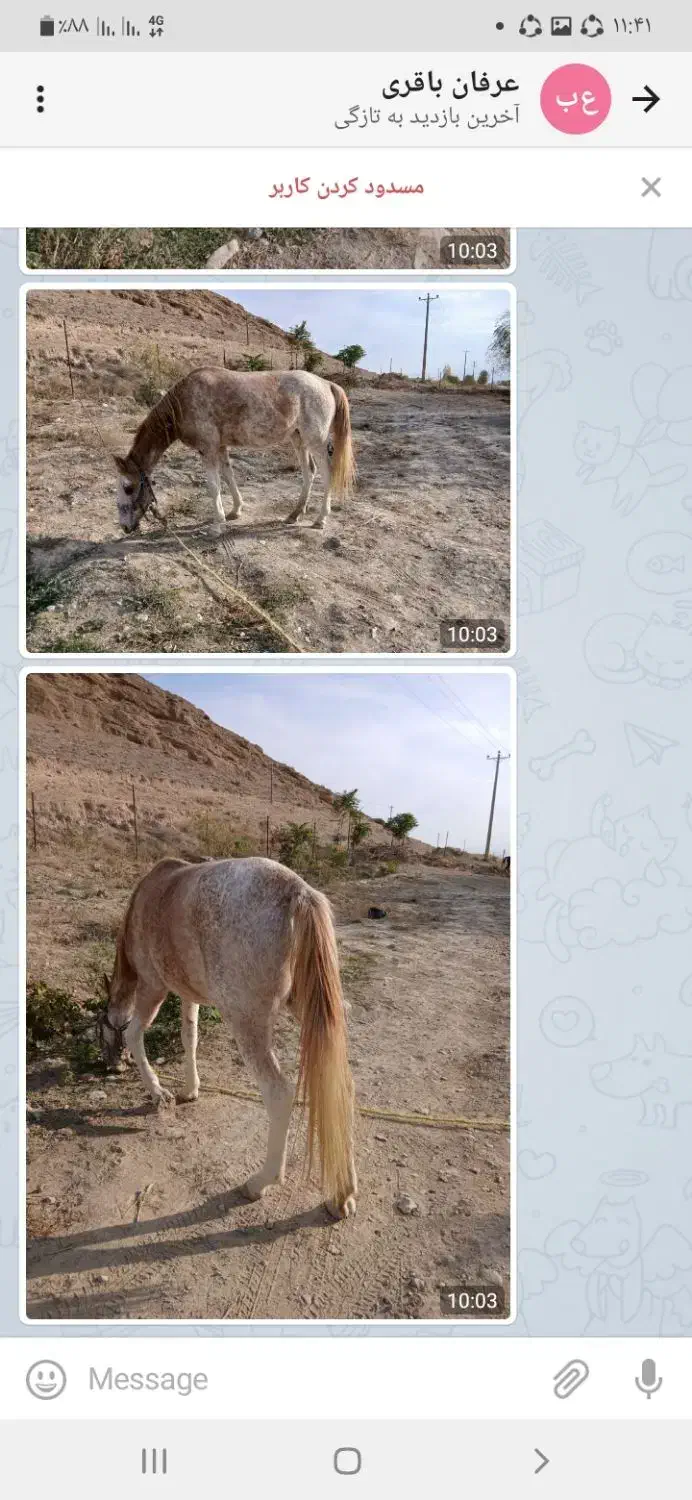 اسب مادیون آروم|اسب و تجهیزات اسبسواری|شیروان (خراسان), |دیوار