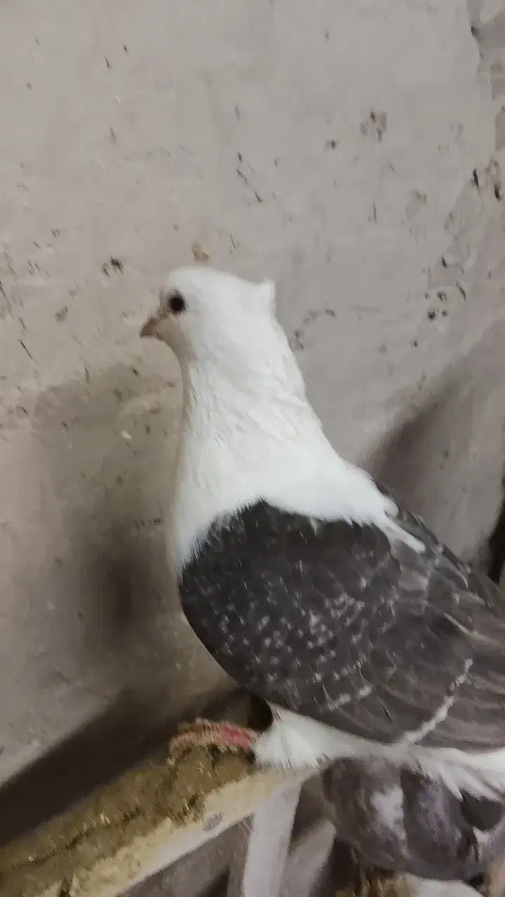 یه جفت پشت خوشگل|حیوانات|شیروان (خراسان), |دیوار