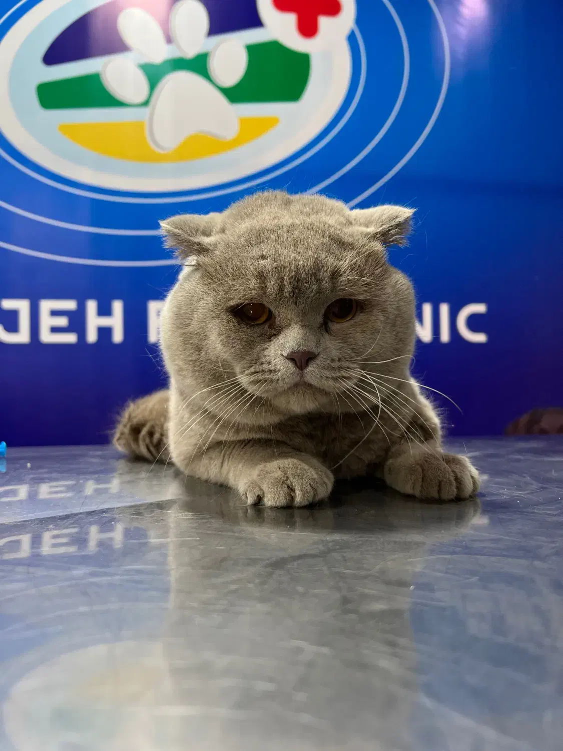 نر اسکاتیش فولد رنگ لیلاک یک و نیم ساله|گربه|اهواز, کیانپارس |دیوار