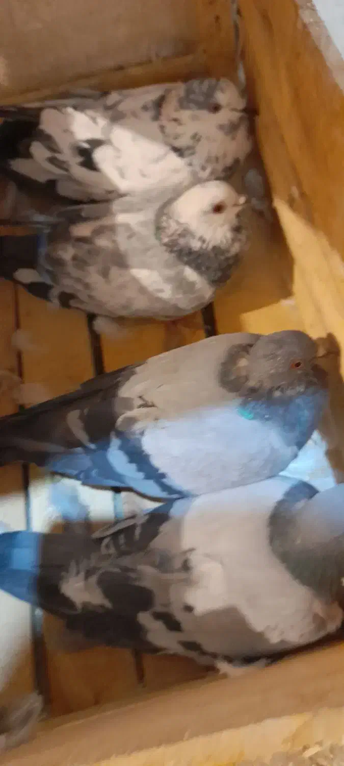 چهار عدد کبوتر گرفتنی سالم|پرنده|میاندوآب, |دیوار