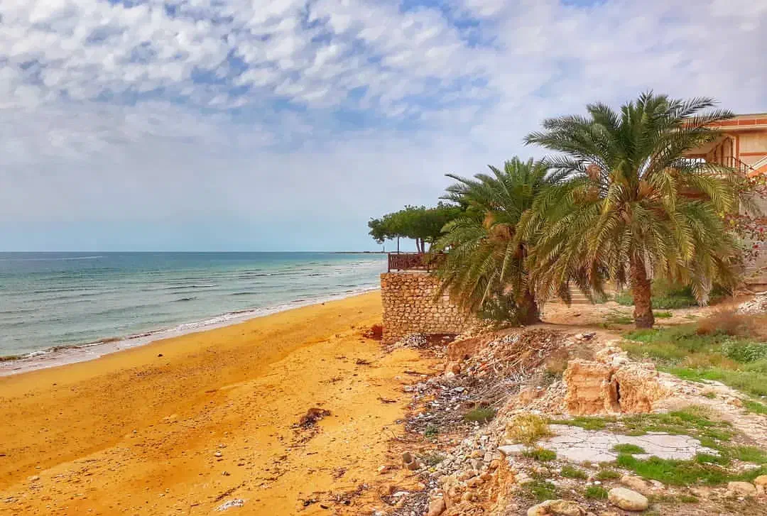 تور گردشگری سواحل سیراف و نخل تقی با مجوز|تور و چارتر|شیراز, انجیر|دیوار