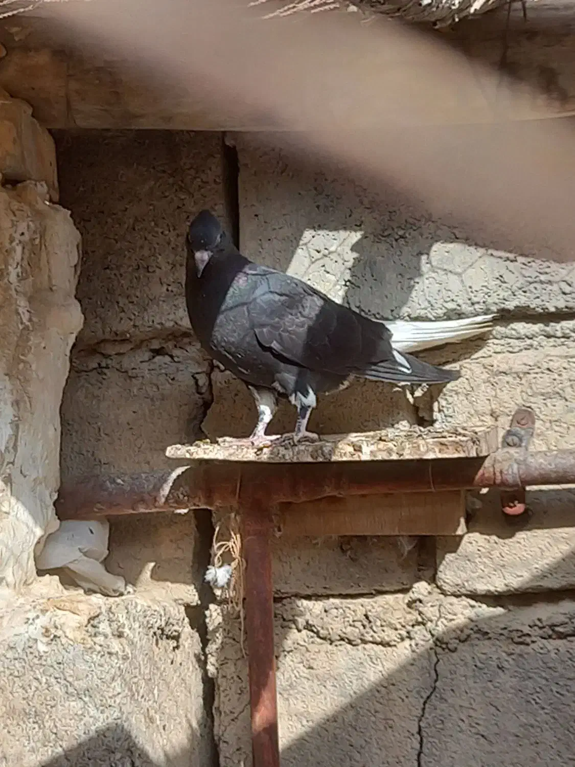 کبوتر دمسفید جوجه طوقی|پرنده|درگز, |دیوار
