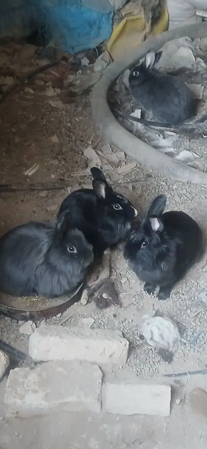 هفت عدد خرگوش همگی ماده|موش و خرگوش|پیشوا, |دیوار