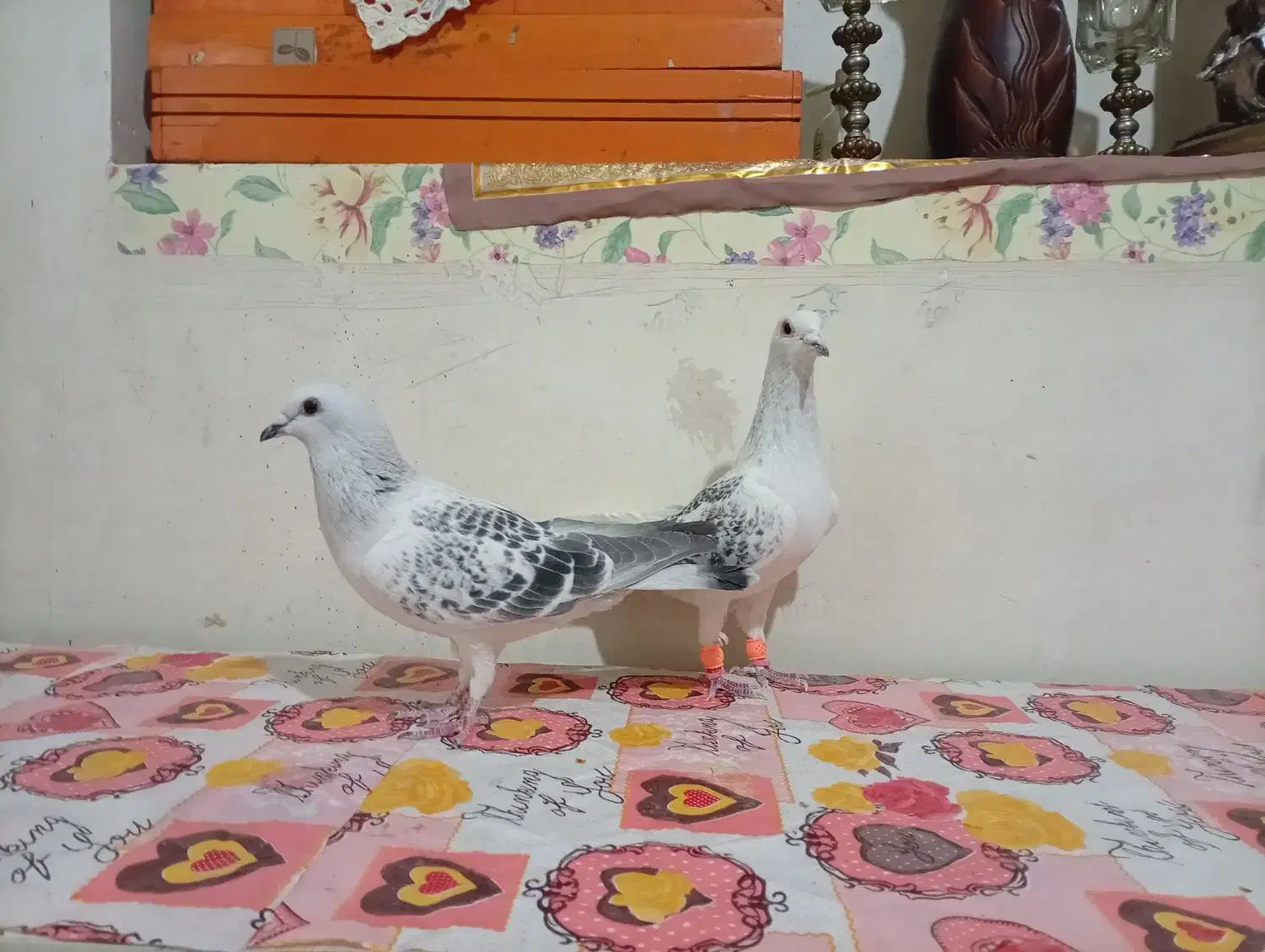 کفتر|پرنده|کاشمر, |دیوار