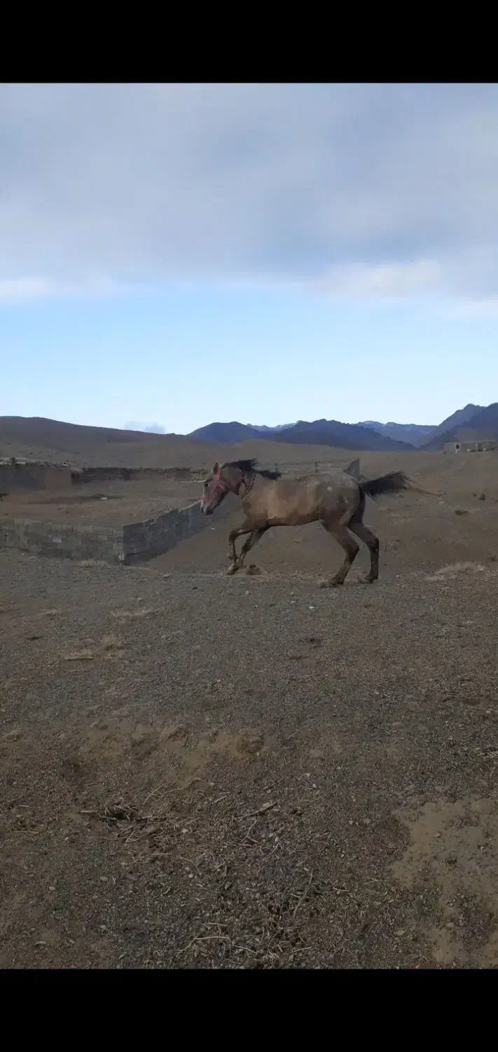 اسب سواری نریان ارام نجیب سال3|اسب و تجهیزات اسبسواری|تربت جام, شهید مدرس|دیوار