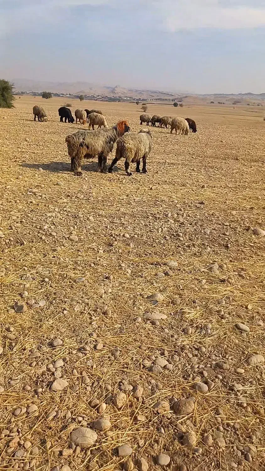 نرمیش|حیوانات مزرعه|دزفول, |دیوار