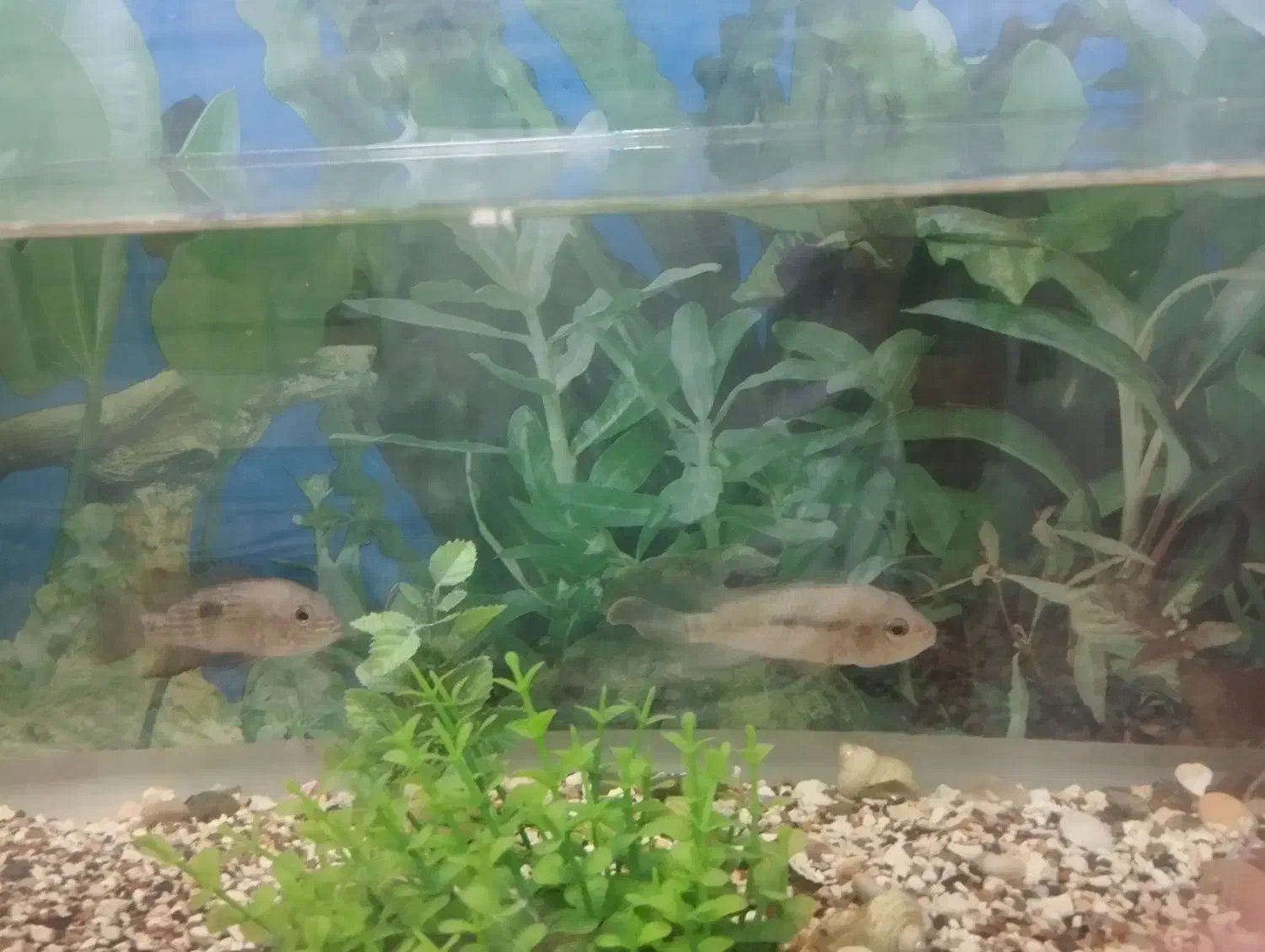 ماهی گرین تیلور|ماهی|مشهد, عامل|دیوار