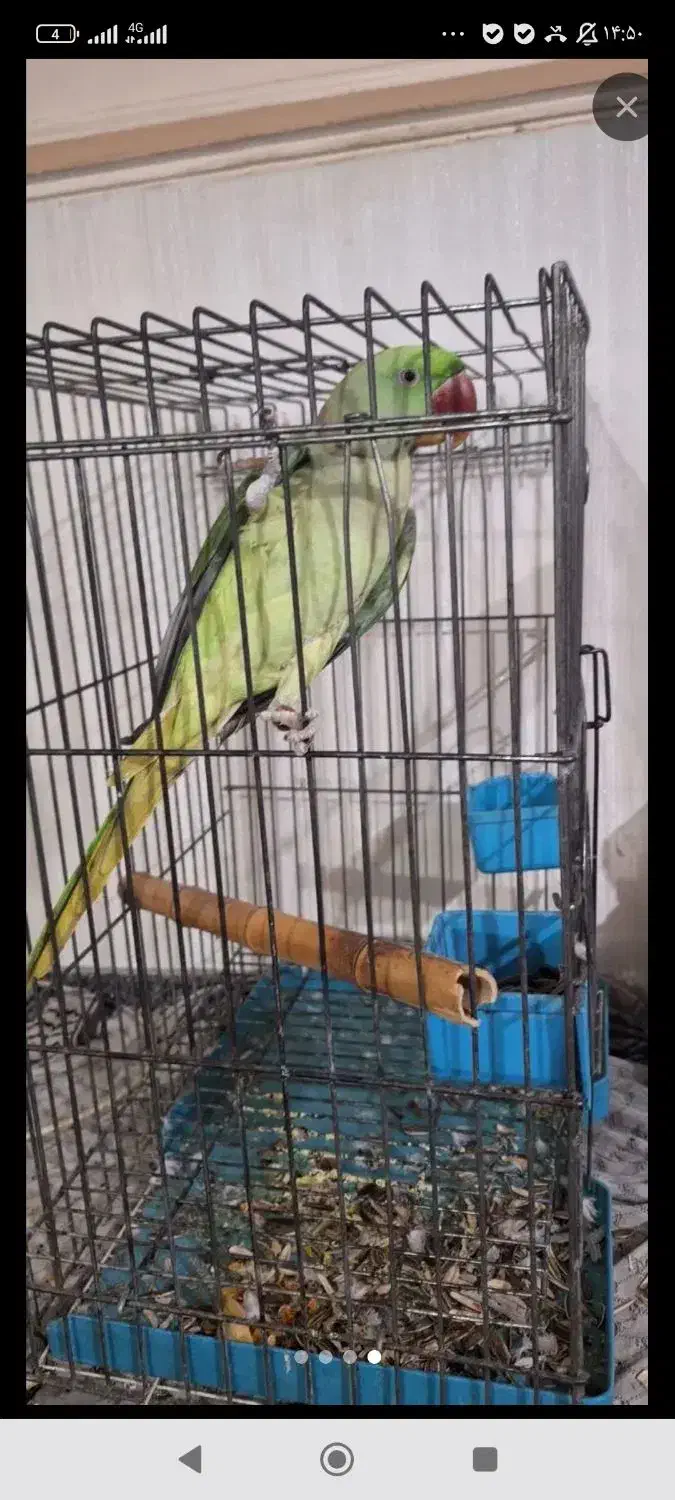 شاه طوطیم گمشده پرنده|حیوانات|اهواز, کیان اباد|دیوار