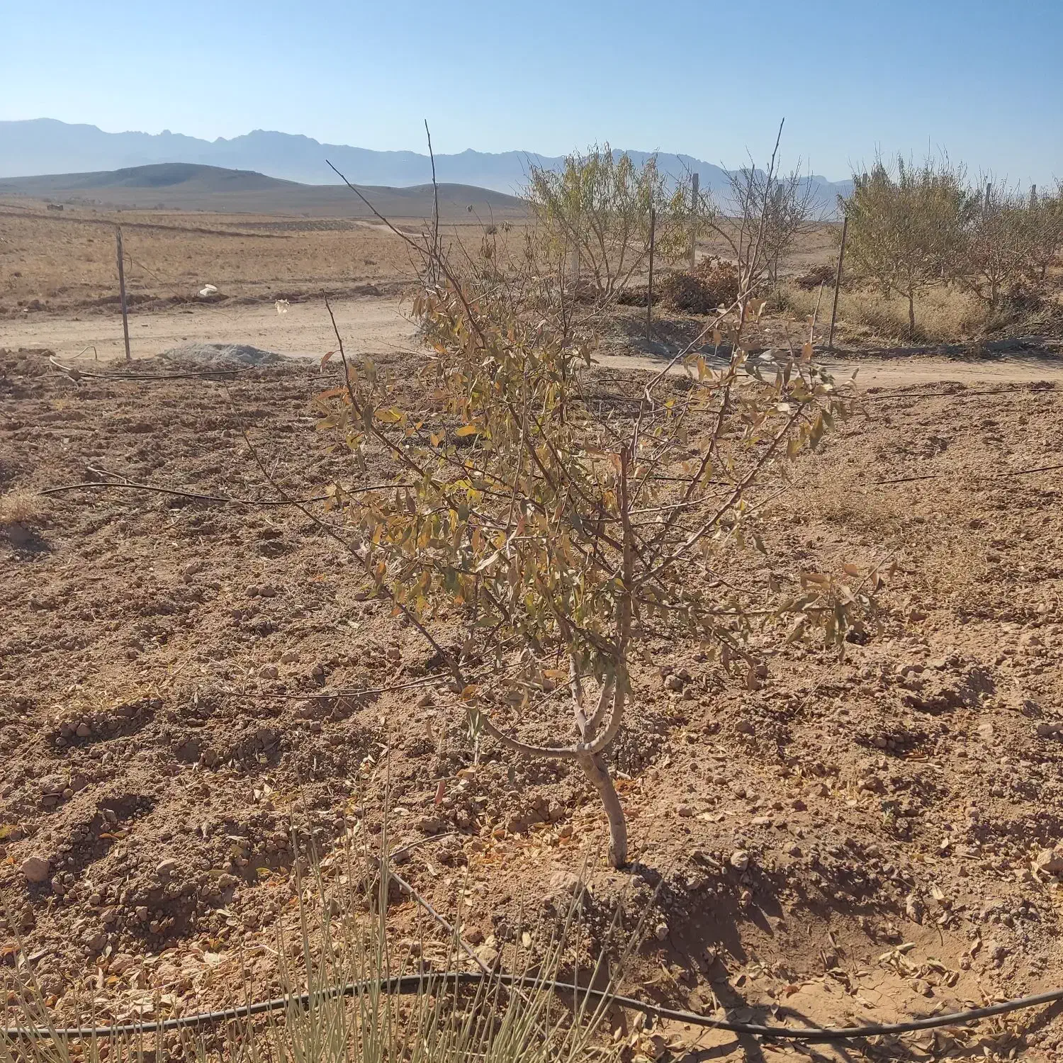 ده هزارمتر بادام مامایی جوان|فروش زمین و ملک کلنگی|سامان, |دیوار