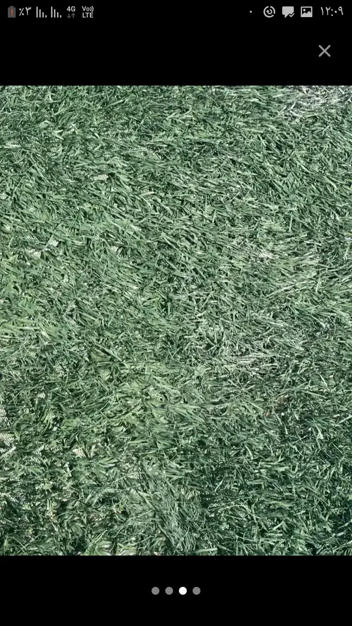 چمن مصنوعی|گل مصنوعی|همدان, |دیوار