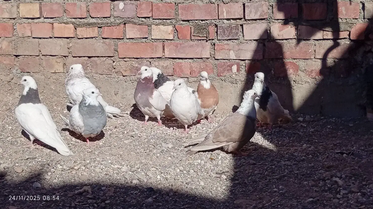 کفتر طوقی ...|پرنده|نهبندان, |دیوار