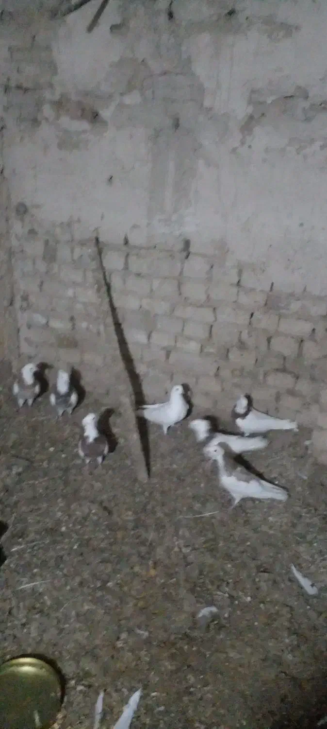 طوقی|پرنده|نظر کهریزی, |دیوار