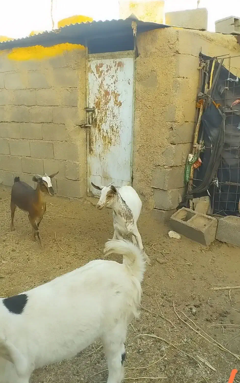 صلاله وارداتی|حیوانات مزرعه|فردوس (خراسان), |دیوار