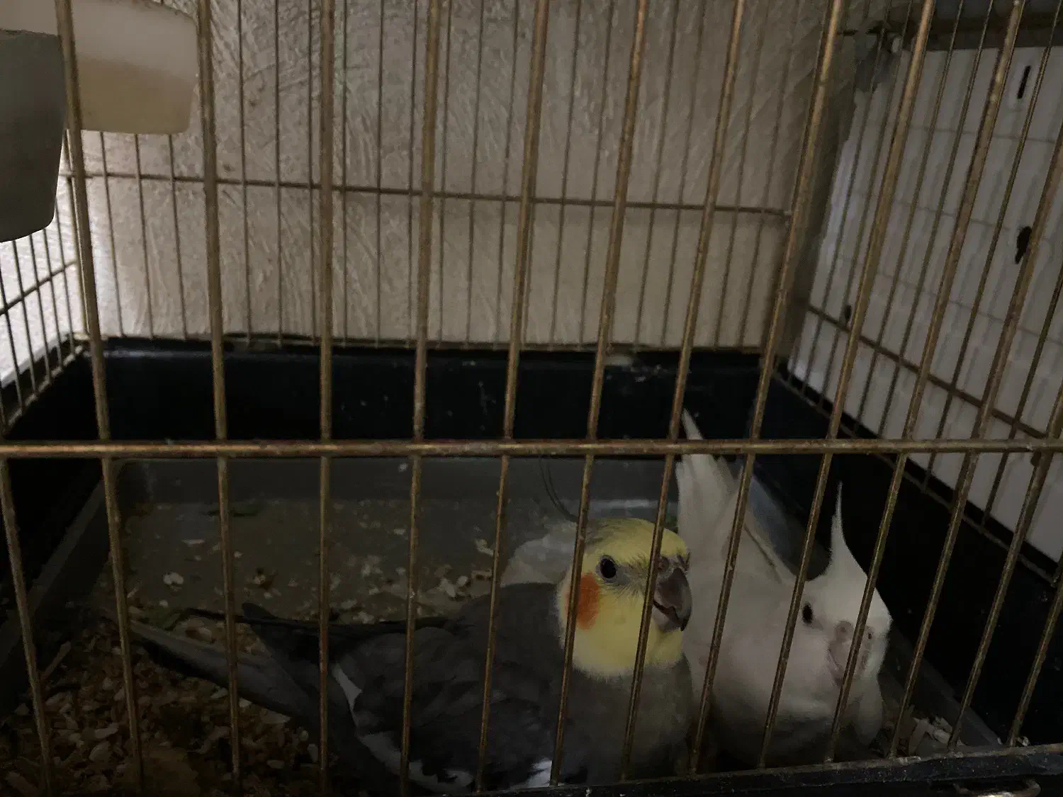 عروس هلندی|پرنده|قم, حنیف نژاد|دیوار