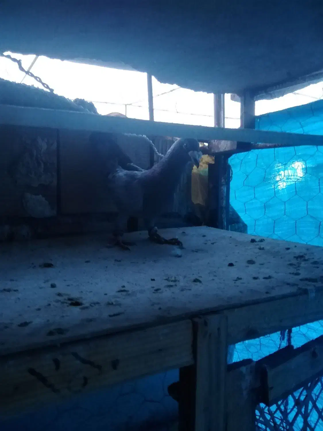 کبوتر مسافتی.  عالی|پرنده|محمدشهر, محمدشهر|دیوار